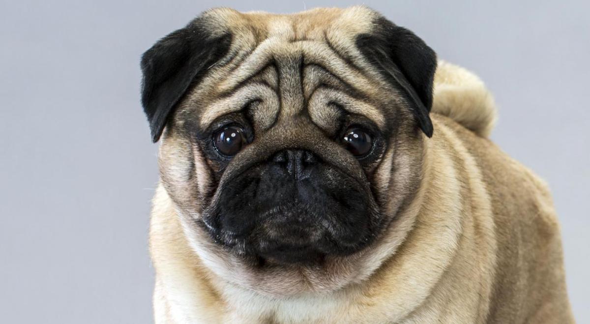 Pictures Of Pugs 50